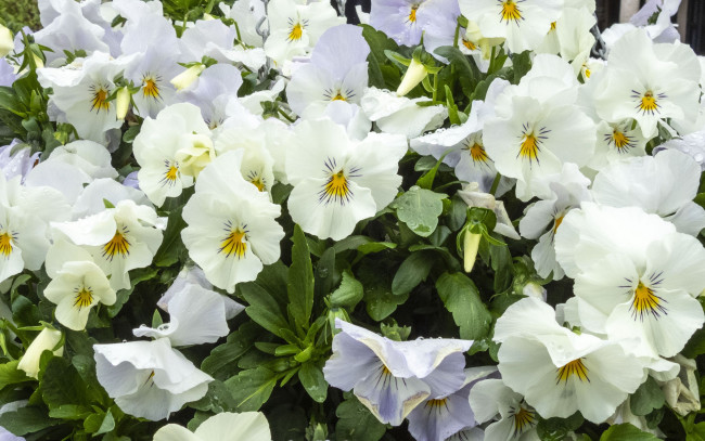 Обои картинки фото цветы, анютины глазки , садовые фиалки, белые, анютины, глазки, много