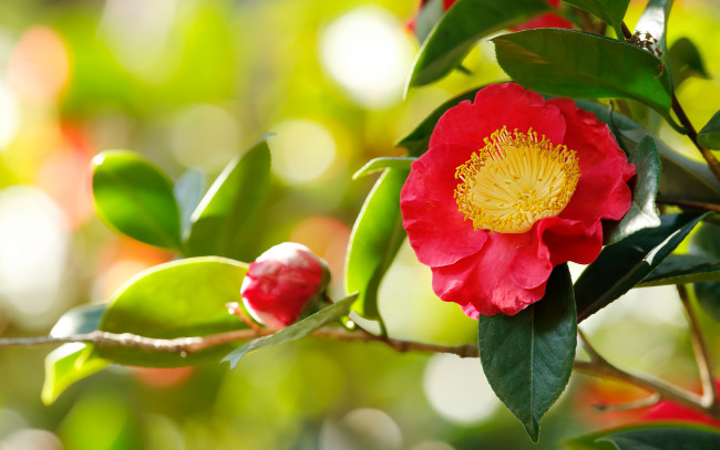 Обои картинки фото цветы, камелии