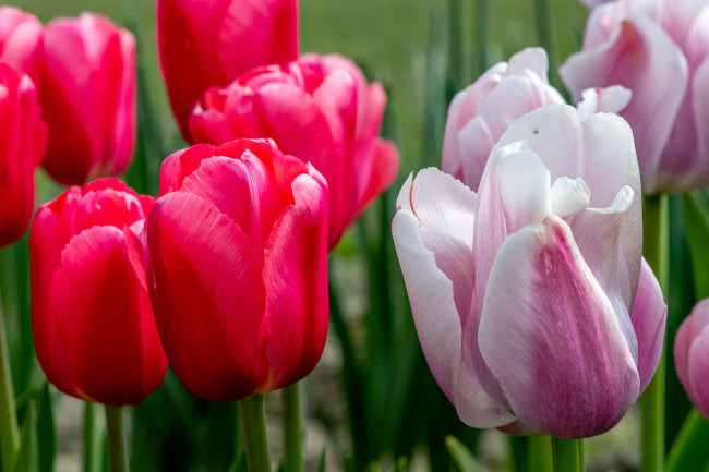 Обои картинки фото цветы, тюльпаны