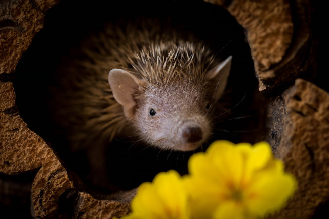 Обои картинки фото животные, ежи, ёжик