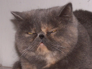 Картинка животные коты