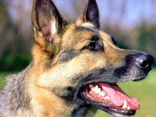 Картинка животные собаки