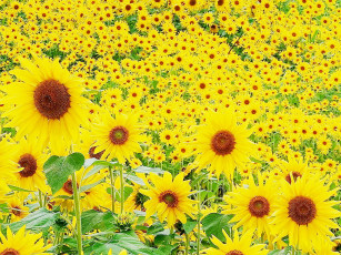 Картинка цветы подсолнухи