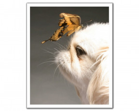 Картинка животные разные вместе