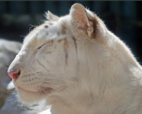 Картинка животные тигры