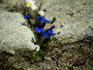 Картинка цветы горечавки