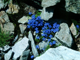 Картинка цветы горечавки