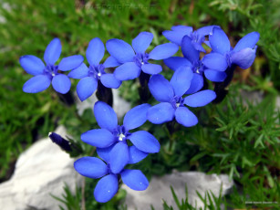 Картинка цветы горечавки