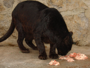 Картинка животные пантеры