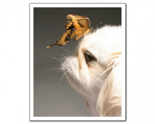 Обои картинки фото животные, разные, вместе