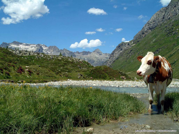 Обои картинки фото животные, коровы, буйволы