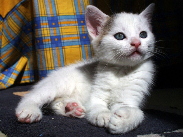 Обои картинки фото животные, коты