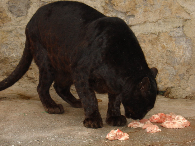 Обои картинки фото животные, пантеры