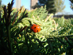 Картинка животные божьи коровки