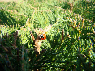 Картинка животные божьи коровки