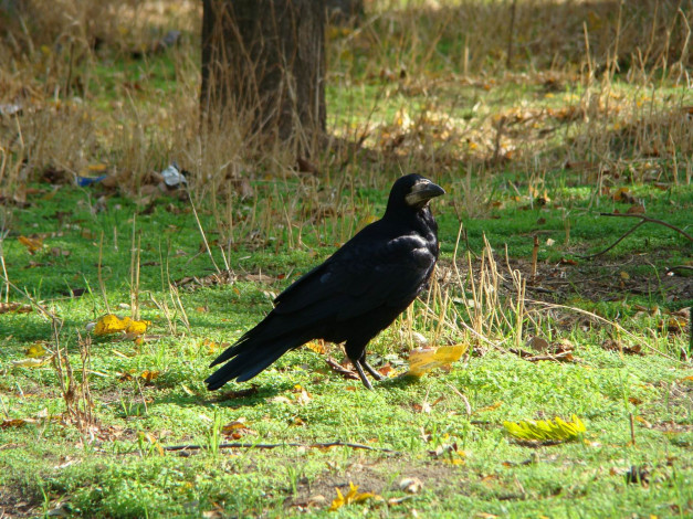 Обои картинки фото животные, вороны, грачи, галки