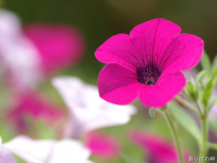 Картинка цветы петунии калибрахоа