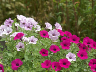 Картинка калибрахоа цветы петунии