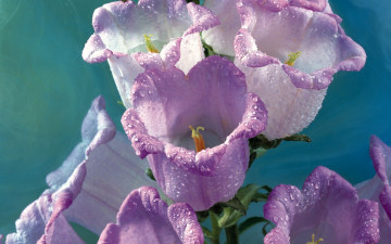 Картинка цветы колокольчики