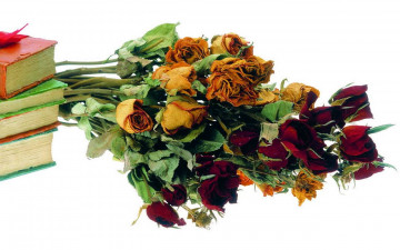 Картинка цветы розы