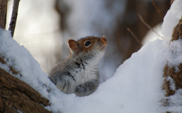 Картинка животные белки