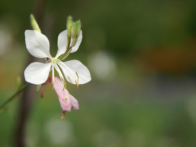 Обои картинки фото цветы