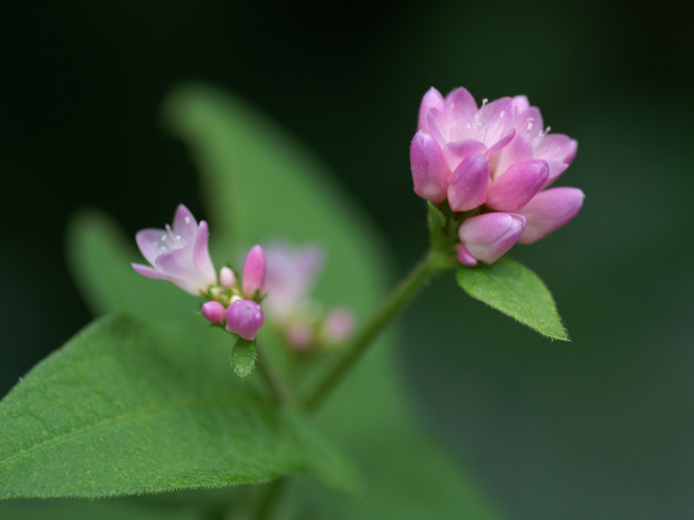 Обои картинки фото цветы