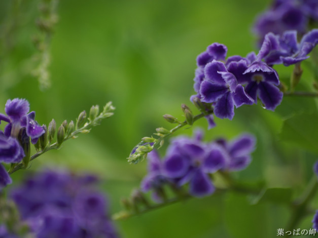 Обои картинки фото цветы, дуранта