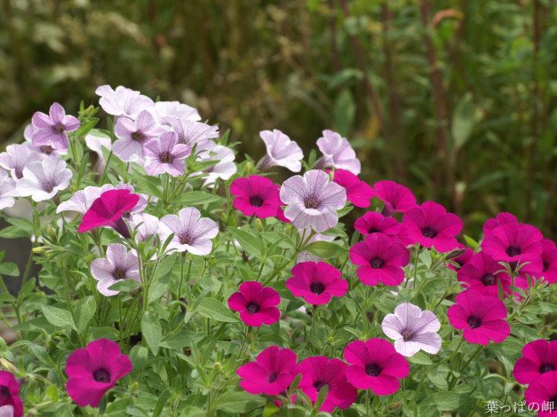 Обои картинки фото калибрахоа, цветы, петунии