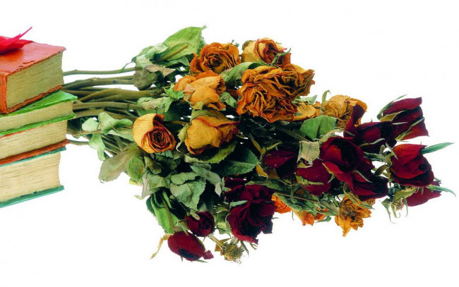 Обои картинки фото цветы, розы