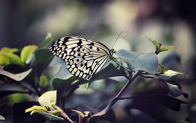 Обои картинки фото животные, бабочки