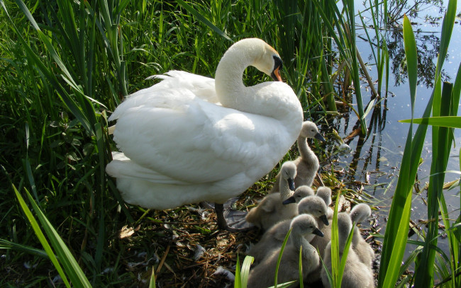 Обои картинки фото животные, лебеди