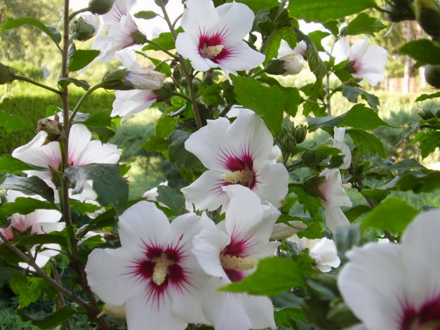 Обои картинки фото цветы, мальвы