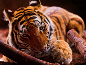 Картинка животные тигры тигр