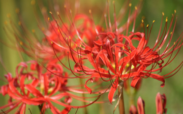 Картинка цветы лилии лилейники острые