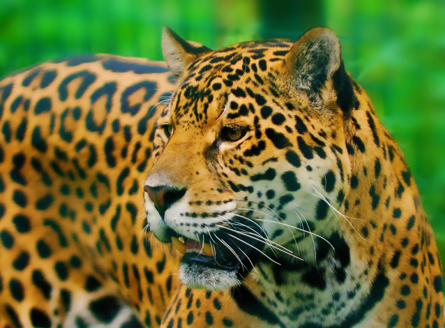 Обои картинки фото животные, Ягуары, ягуар