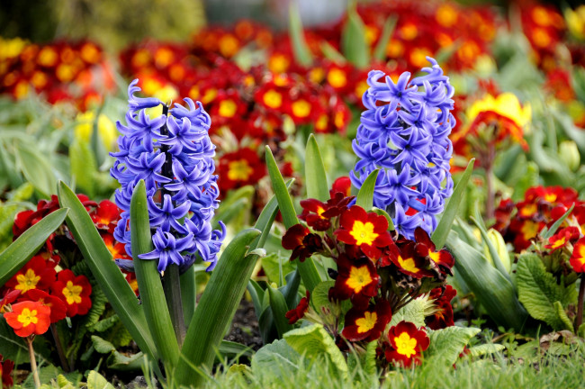 Обои картинки фото цветы, разные, вместе, гиацинты, примулы