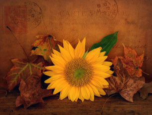 Картинка цветы подсолнухи лепестки листья письмо текстура