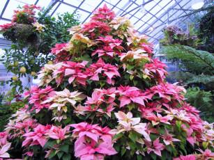 Картинка цветы пуансеттия poinsettia tree