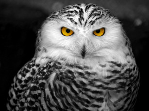 Картинка животные совы белая сова полярная