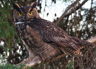 Картинка животные совы филин