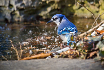 Картинка животные сойки пестрый