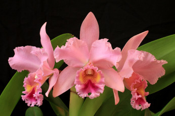 Картинка цветы орхидеи экзотика