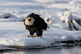 Картинка животные птицы хищники белоголовый орлан