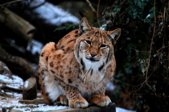 Картинка животные рыси кошка