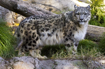 Картинка животные снежный барс ирбис пятна взгляд