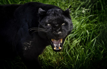 Картинка животные пантеры рык черный