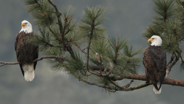 Картинка животные птицы хищники белоголовый орлан ветка