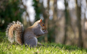Картинка животные белки белочка грызун трава орех