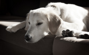 Картинка животные собаки друг дом